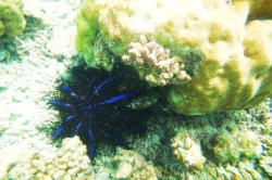 Podmořský život u ostrova Huraa