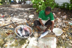 Příprava rybí večeře, Maledivy
