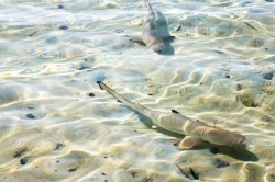 Žraloci v mělčině