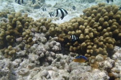 Korálové rybky