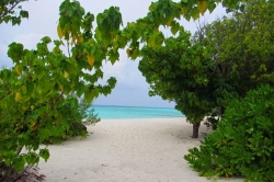 Zeleň u pláže na Maledivách