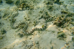 Mořský had