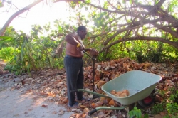 Otevírání kokosu tradičním způsobem
