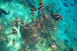Bohatý podmořský život na Maledivách