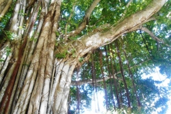 Tropický strom
