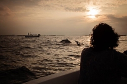 západ slunce a skákající delfíni