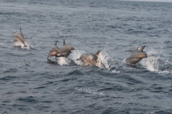 delfíni na Maledivách