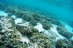 Maledivy šnorchlování