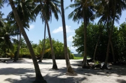 Palmový háj Maledivy
