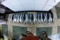 Čerstvé ryby připravené k prodeji