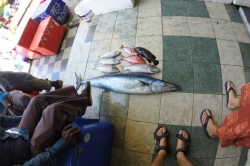 Úlovky maledivských rybářů