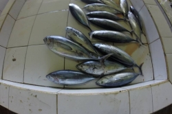 Maledivy Male, rybí trh