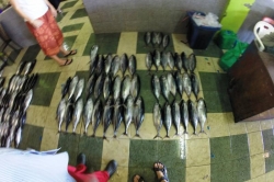 Ryby připravené k prodeji