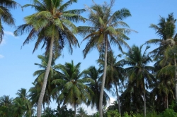 palmy na ostrově Huraa