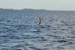 Maledivy - delfíní skok