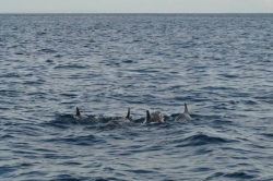 Maledivy - delfíni