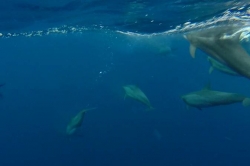 Maledivy - delfíni pod hladinou