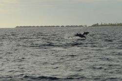 Maledivy - delfíni ve vzduchu