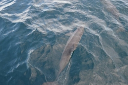 Maledivy - delfíni zblízka