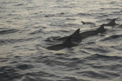 Maledivy - menší skupina delfínů