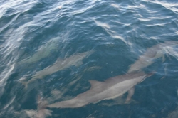 Maledivy - skupinka delfínů