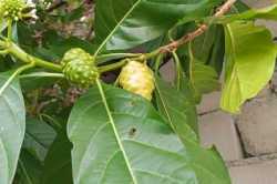 Dhangethi-3
