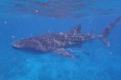 žralok obrovský Maledivy