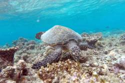 mořská želva na Maledivách