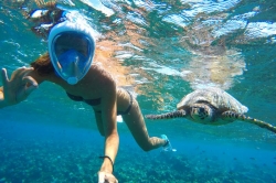 plavání se želvou