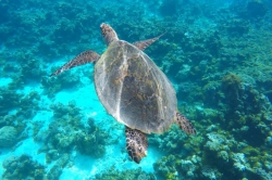 želva v moři
