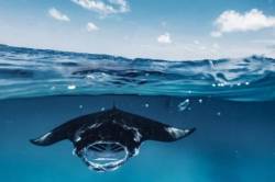 Manty v Hanifaru Bay