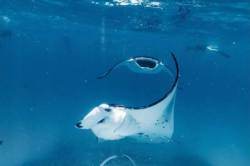 Manty v Hanifaru Bay