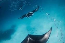 Manty v Hanifaru Bay