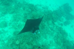 manta