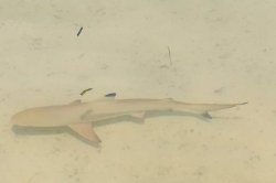 žralok Maledivy