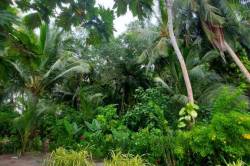 cesta-a-palmy
