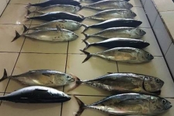 rybí trh Maledivy, hlavní město Male