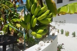 banány, Maledivy