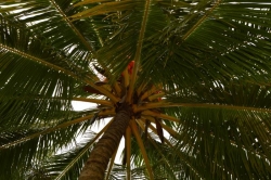 koruna kokosové palmy na Maledivách