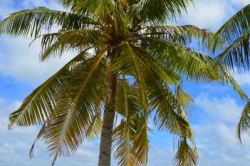 palma na kraji pláže