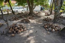 hromady kokosů