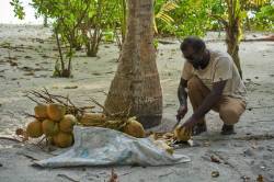 sběr kokosů na Maledivách