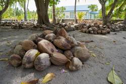 hromady kokosů pod palmami