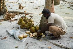 sběrač kokosů