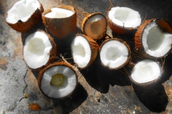 otevřené kokosové ořechy