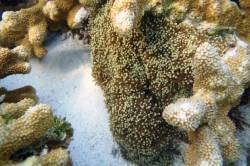 živý korál na Maledivách