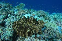 koral-a-rybky