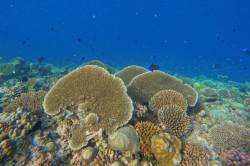 koralovy-utes-Maledivy