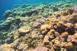 korálový útes u ostrova