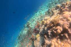 korálový útes a korálové rybky